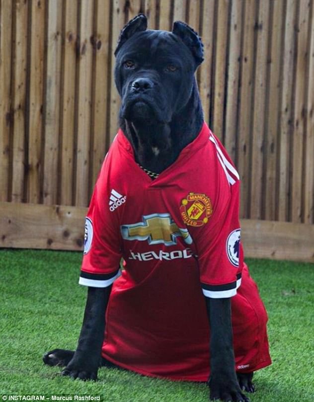 rashfords dog