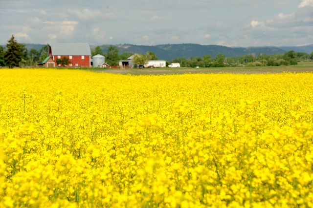 Mustard Cultivation