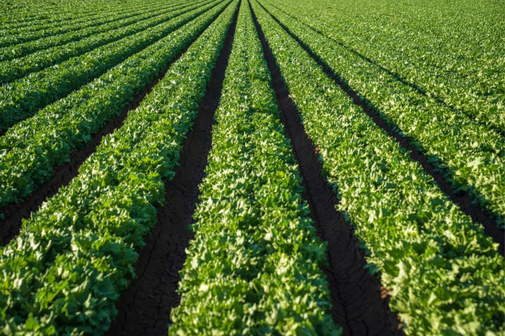 Discover the Technology of High Yield Mustard Cultivation