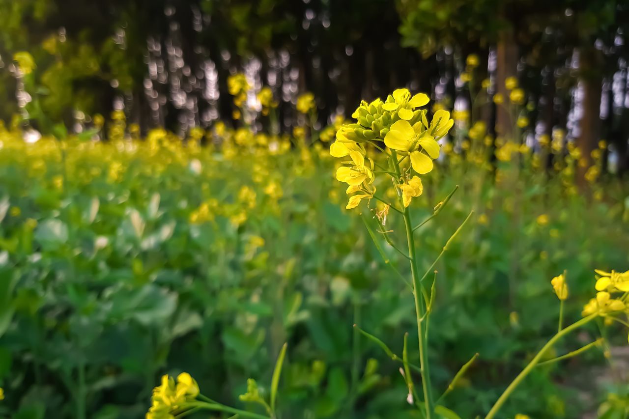 Discover the Technology of High Yield Mustard Cultivation