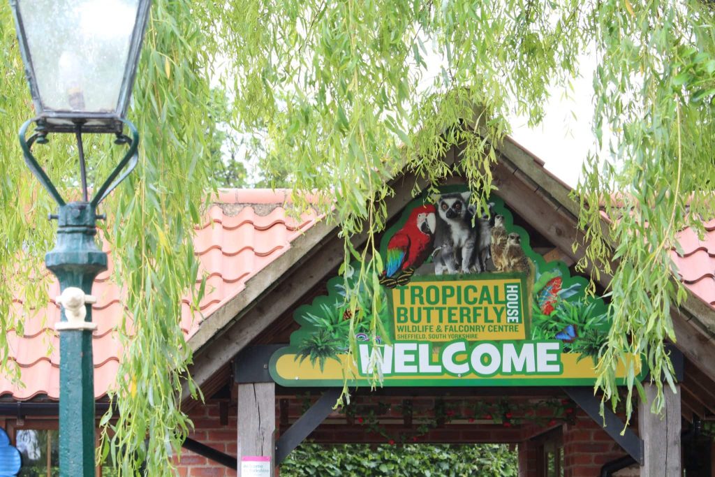 tropical butterfly house - sheffield