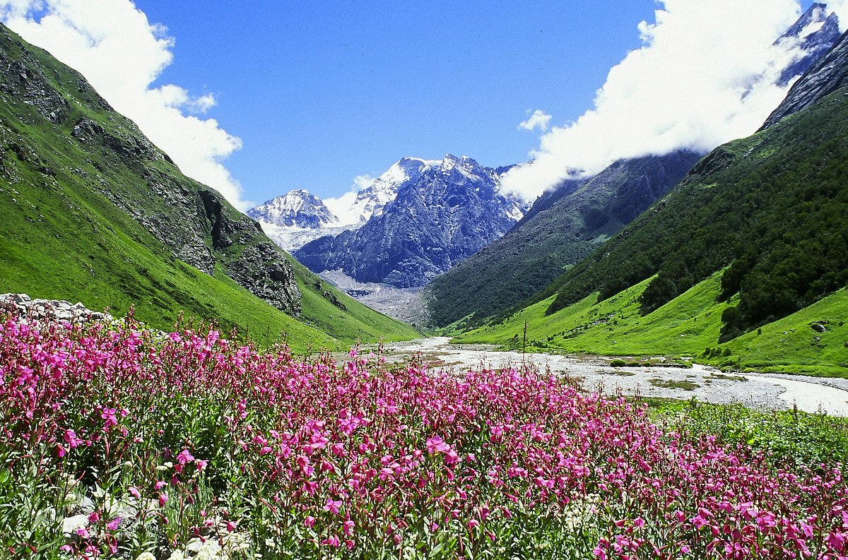 valley of flowers