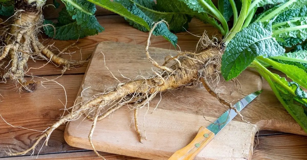 Teasel root