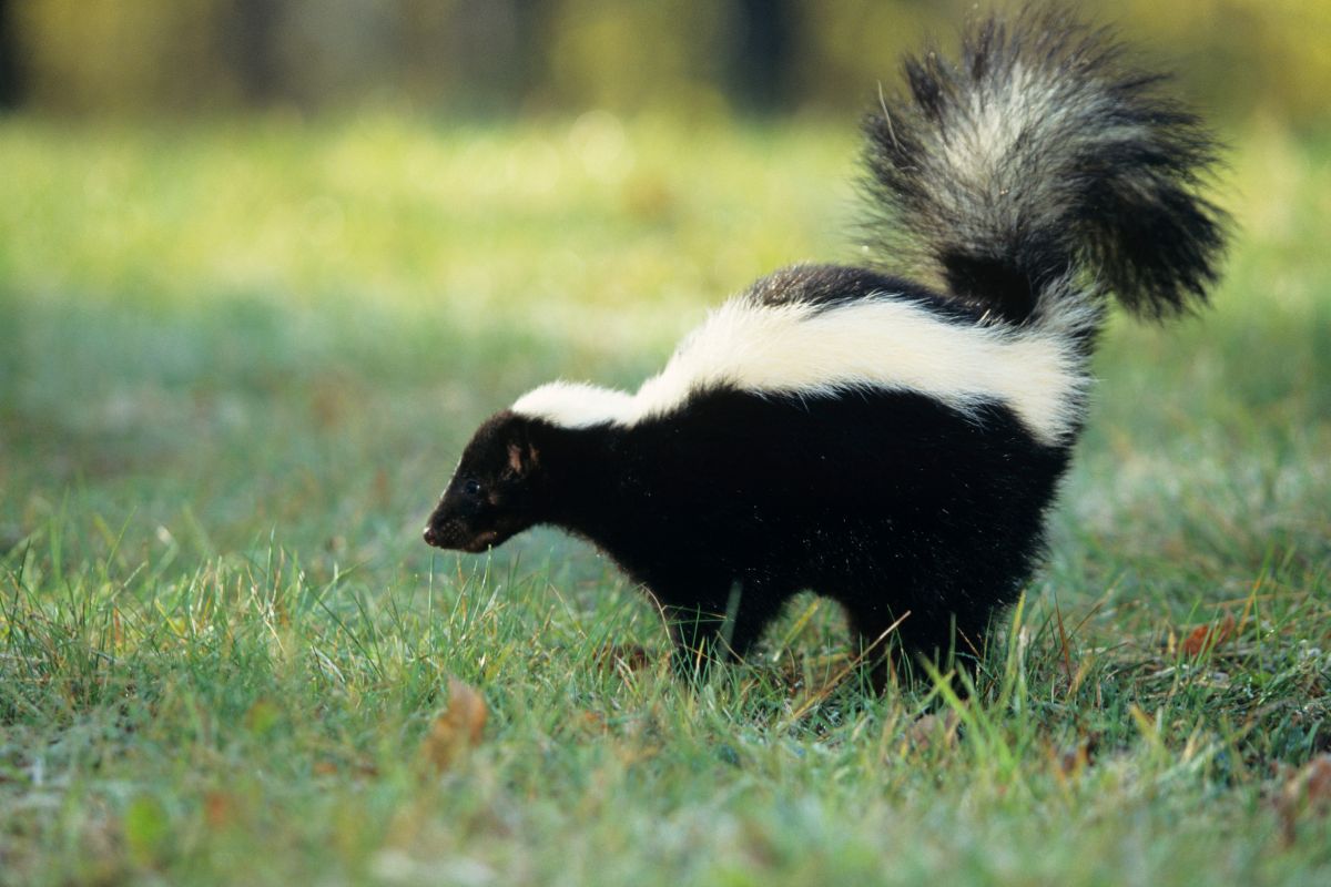 skunks